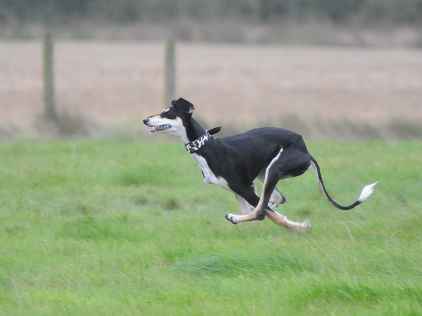 Black saluki running with sighthound collar