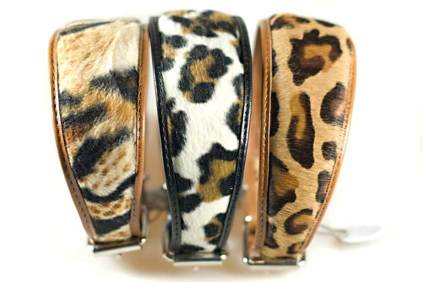 Animal print sight hound collars for Whippets, Greyhounds, Lurchers and other sighthounds