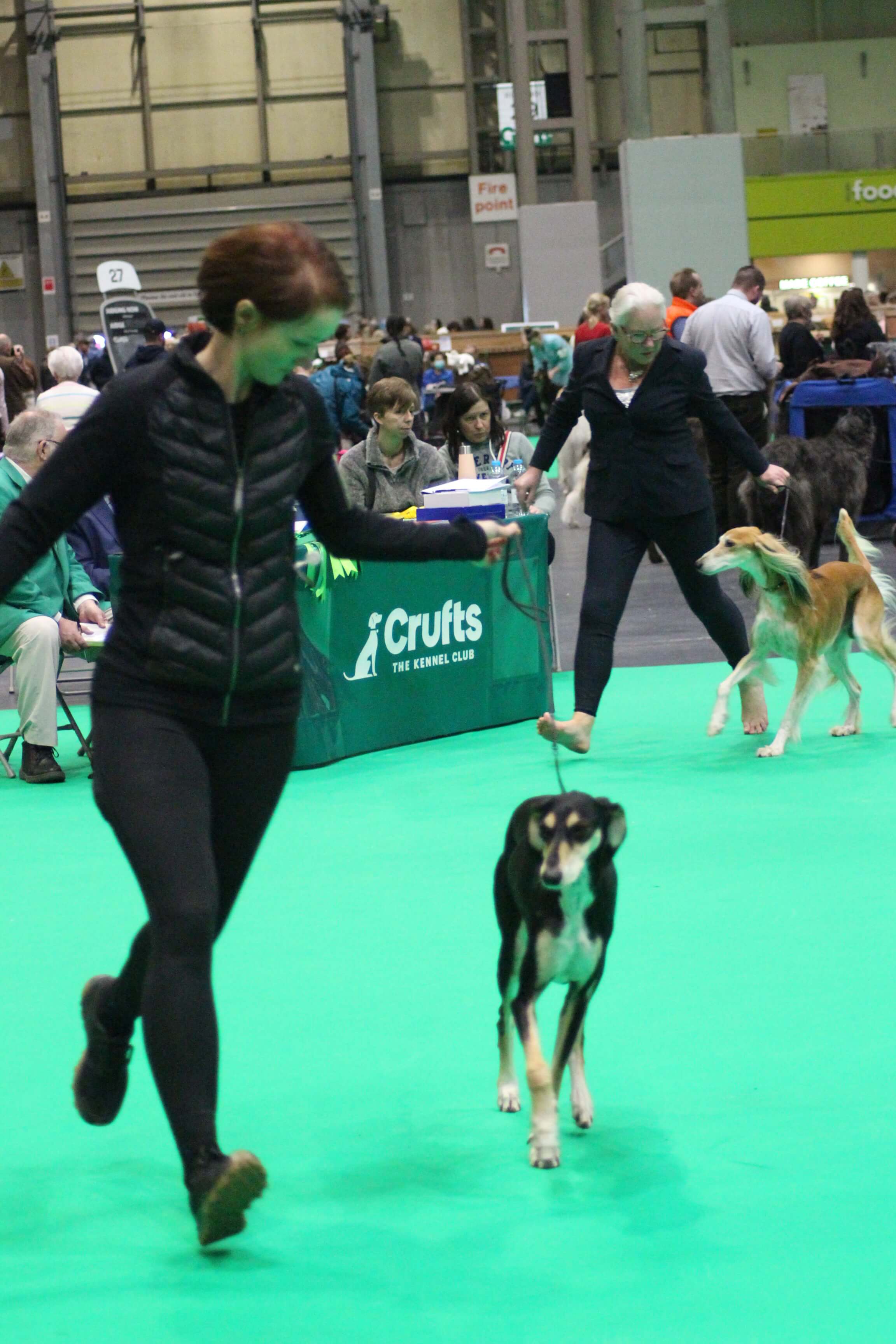 Crufts Saluki judging