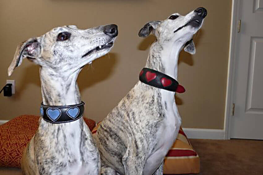 Two Whippets in their Blue Suede and Red Hearts collars
