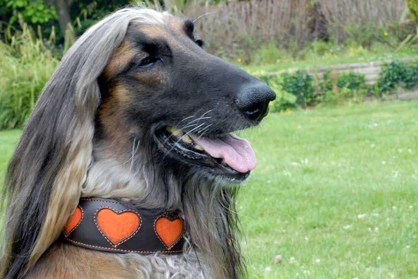 Hound collar with orange suede hearts in size L modelled by an Afghan Hound