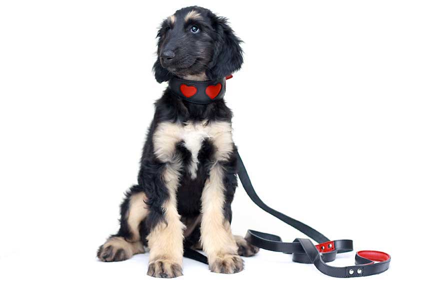 Red hearts hound collar on puppy - our original best selling hound collar design