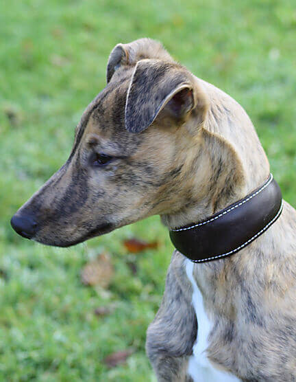 Traditional handmade brown leather hound collar on a Whippet