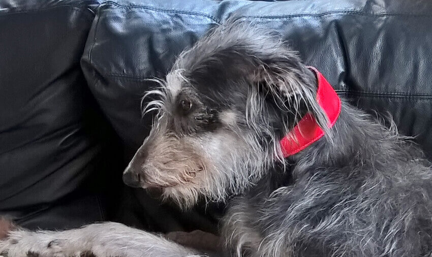 Photo of Dog Moda's client Callie, wearing her new traditional handmade red leather hound collar