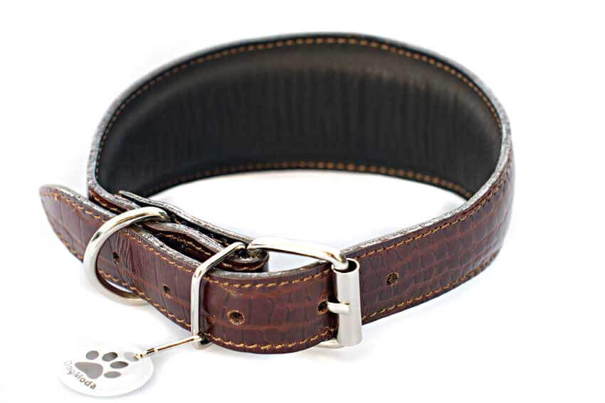 Amazonian alligator hound collar - fully lined and padded with soft leather
