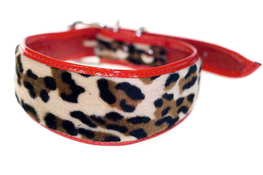 Red leopard hound collar