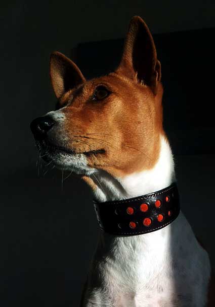 Whippet sized collars are perfect for Basenjis and similar sized hounds