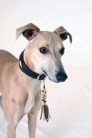 Whippet collar with matching tassel