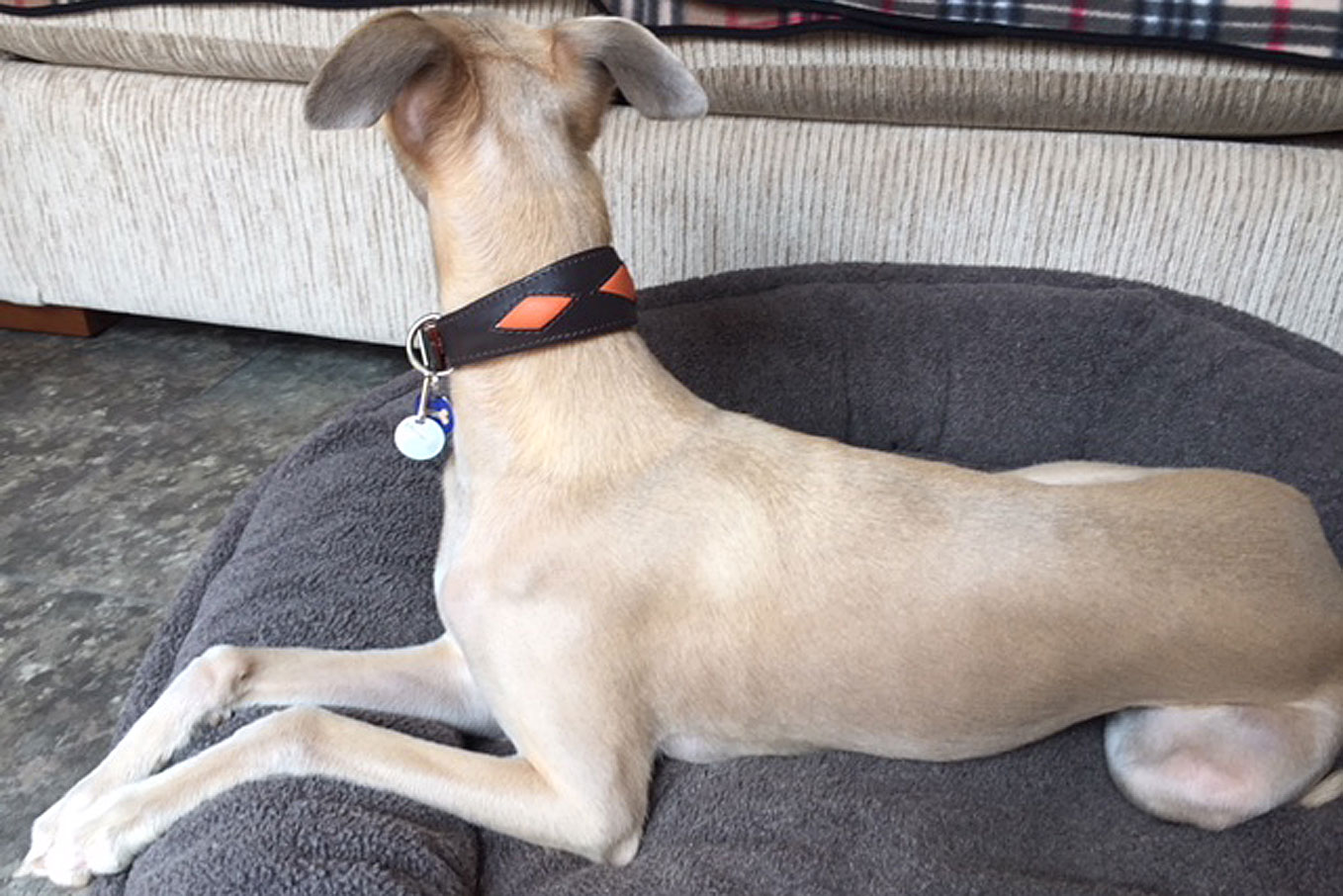 Ben the handsome Whippet in his new Dog Moda orange rhombi hound collar