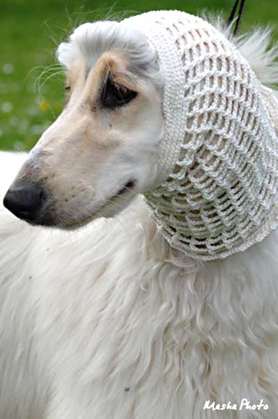 White domino Afghan Hound in colour coordinated crochet cotton snood