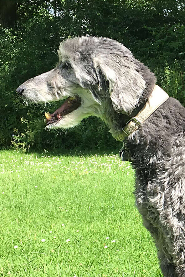 Silver wolf hound collar modelled by our in house Head of Security and Chief Product Tester Kazbek