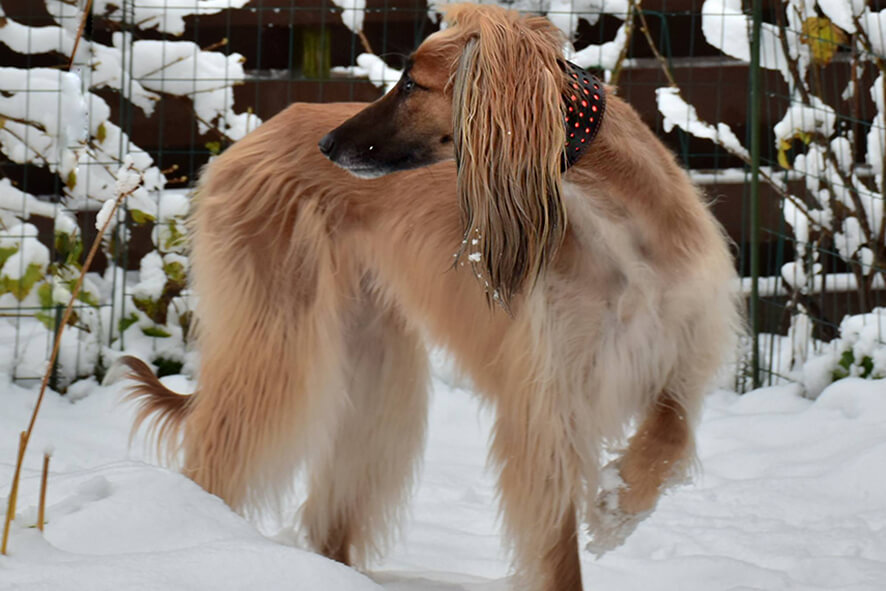 Brown leather reflective dog collar on an Afghan hound