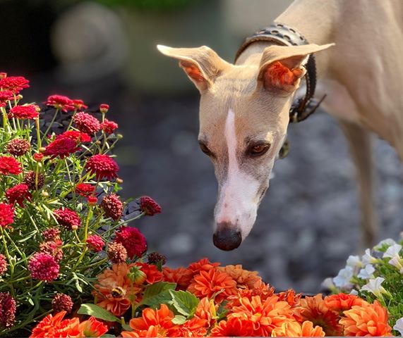 Pretty whippet lady in Elegant brown beige hound collar in Size S