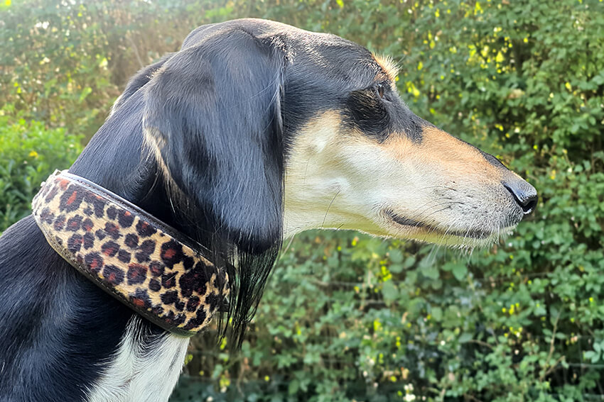 Altai modelling leopard sighthound collar