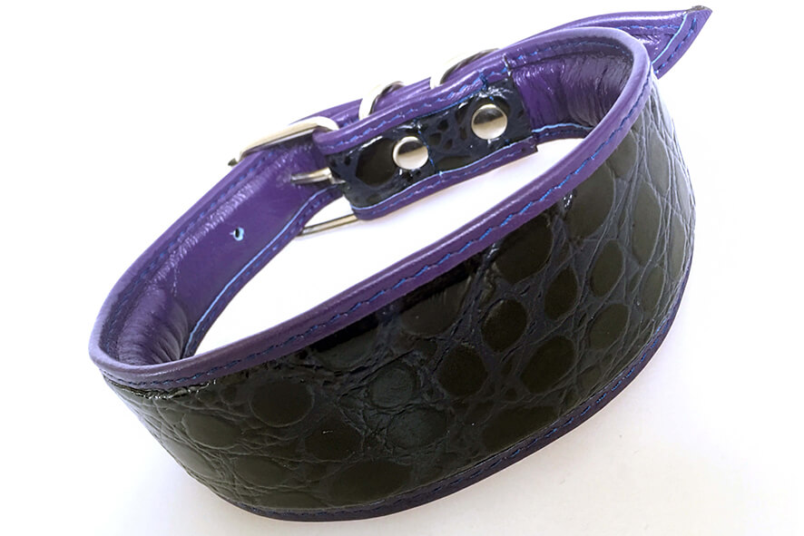 Purple indigo snake hound collar