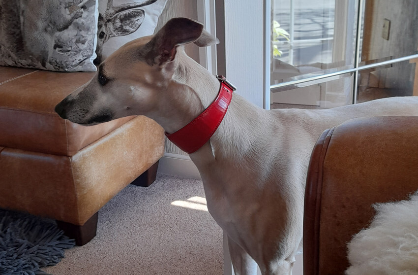 Traditional handmade red leather whippet collar